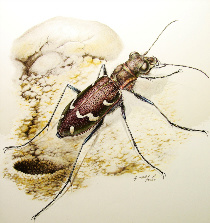 cicindela